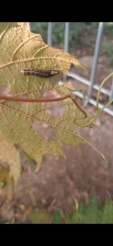 팜모닝 포도·병해충상담 게시글 이미지