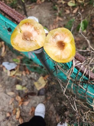 농군님의 자유주제 · 자유게시판 작성글 사진