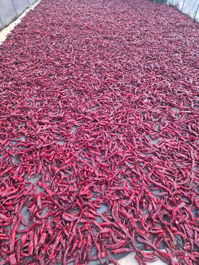 박무순님의 장터 판매 상품 [세척건고추팝니다] 첨부 사진