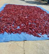 팜모닝 고추·영농일지 게시글 이미지