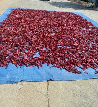 주말부부농사꾼님의 고추 · 영농일지 작성글 사진