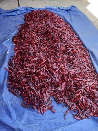 주말부부농사꾼님의 고추 · 영농일지 작성글 사진