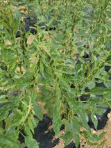 팜모닝 참깨·병해충상담 게시글 이미지