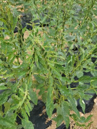 구수본님의 참깨 · 병해충상담 작성글 사진