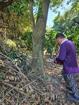 새달귤농장님의 귤 · 영농일지 작성글 사진