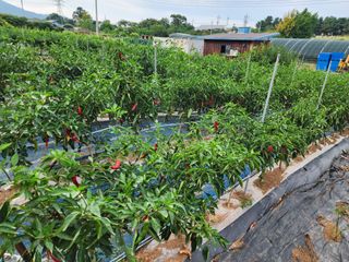 김영옥님의 자유주제 · 사진전 작성글 사진