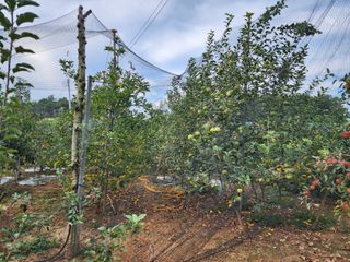 김영옥님의 자유주제 · 사진전 작성글 사진