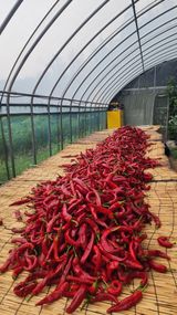 팜모닝 고추·영농일지 게시글 이미지