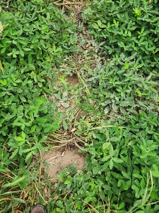 자두향기(박갑준)님의 자유주제 · 자유게시판 작성글 사진