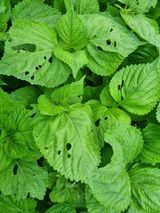 팜모닝 들깨·병해충상담 게시글 이미지