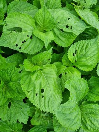 송채석님의 들깨 · 병해충상담 작성글 사진