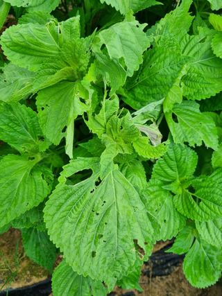 송채석님의 들깨 · 병해충상담 작성글 사진