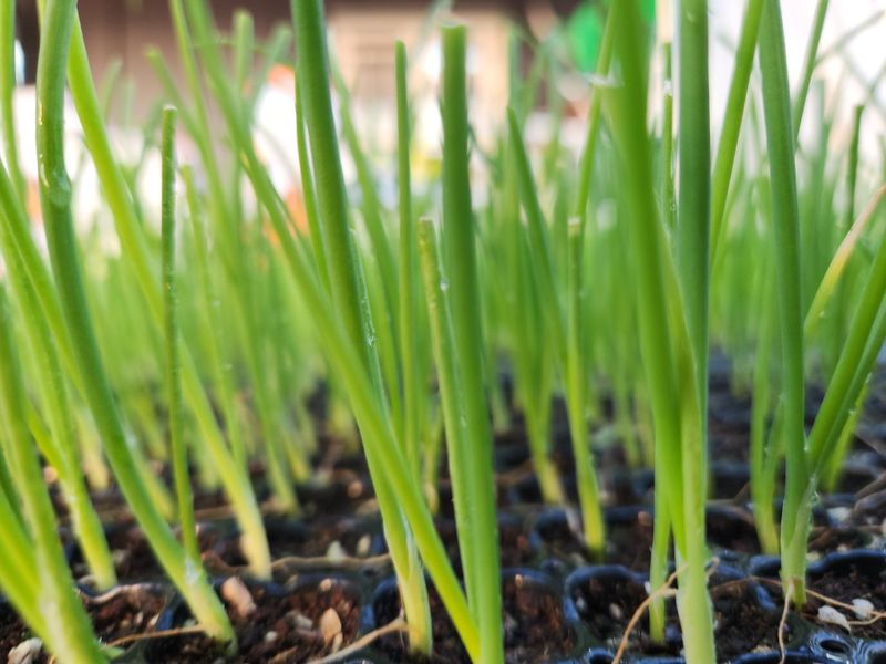 대산농사대장님의 장터 판매 상품 [양파모종 장기 저장성  중만생 200구] 첨부 사진