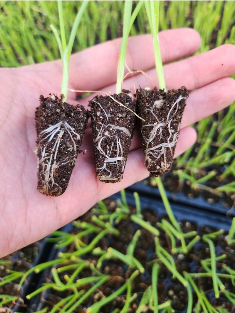 대산농사대장님의 장터 판매 상품 [양파모종 장기 저장성  중만생 200구] 첨부 사진