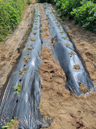 정민지호맘님의 배추 · 영농일지 작성글 사진