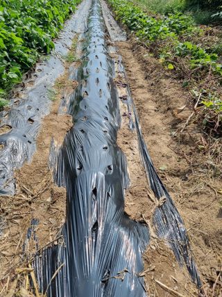 정민지호맘님의 배추 · 영농일지 작성글 사진