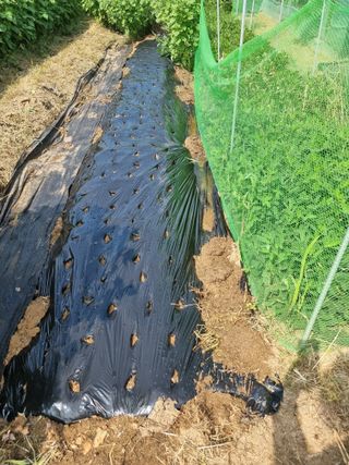 정민지호맘님의 배추 · 영농일지 작성글 사진