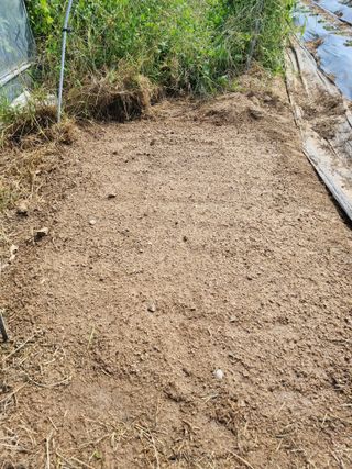 정민지호맘님의 배추 · 영농일지 작성글 사진