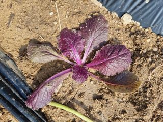 정민지호맘님의 배추 · 영농일지 작성글 사진