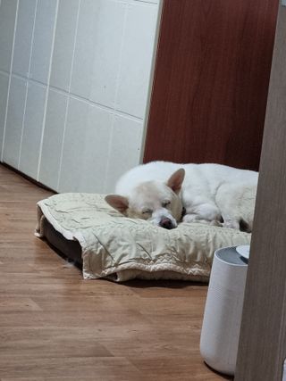 정민지호맘님의 배추 · 영농일지 작성글 사진