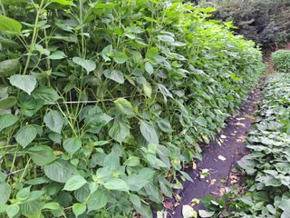 김연수님의 나의 농사 애장품을 자랑해요 · 참여글 작성글 사진