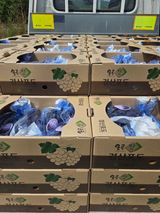 팜모닝 포도·영농일지 게시글 이미지