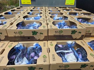 동동예행복농장님의 포도 · 영농일지 작성글 사진