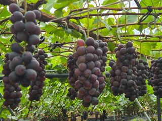 동동예행복농장님의 포도 · 영농일지 작성글 사진