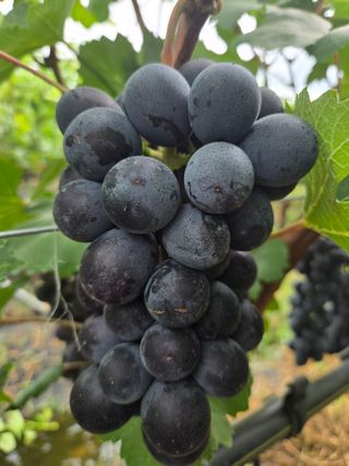 동동예행복농장님의 포도 · 영농일지 작성글 사진