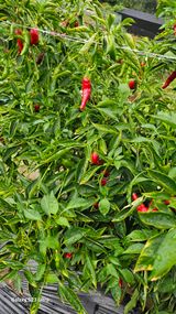 팜모닝 고추·병해충상담 게시글 이미지