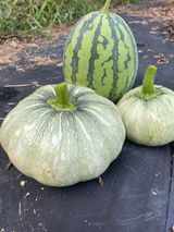 팜모닝 자유주제·자유게시판 게시글 이미지