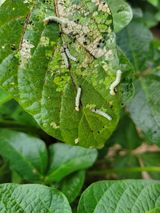 팜모닝 콩·자유게시판 게시글 이미지