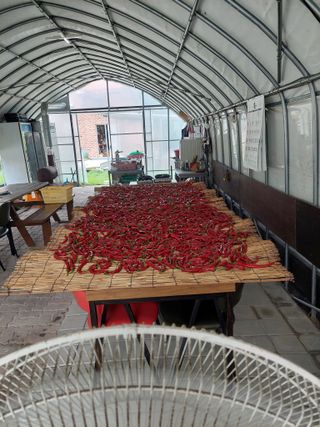 관음손가네님의 고추 · 영농일지 작성글 사진