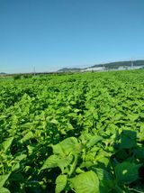 팜모닝 들깨·영농일지 게시글 이미지