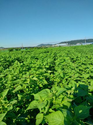 정완규님의 들깨 · 영농일지 작성글 사진