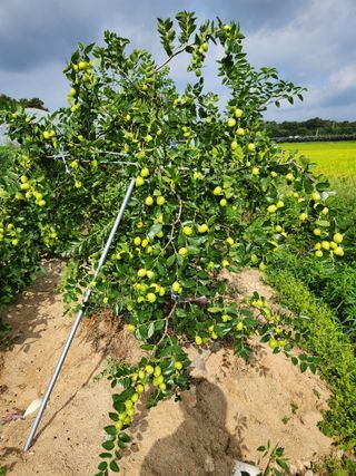 보은 김영순님의 자유주제 · 자유게시판 작성글 사진