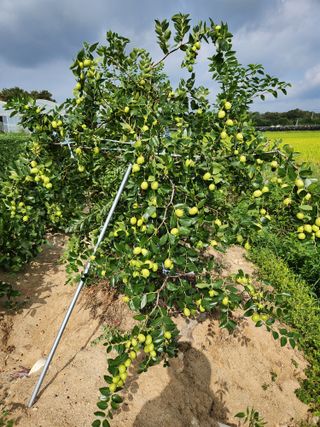 보은 김영순님의 자유주제 · 자유게시판 작성글 사진