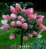 팜모닝 자유주제·자유게시판 게시글 이미지