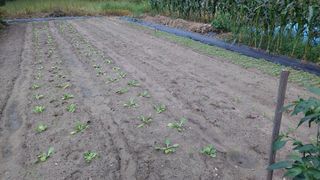 관음손가네님의 나의 농사 애장품을 자랑해요 · 참여글 작성글 사진