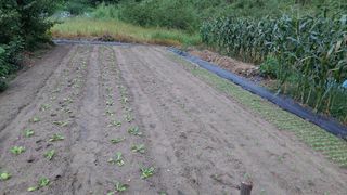 관음손가네님의 나의 농사 애장품을 자랑해요 · 참여글 작성글 사진