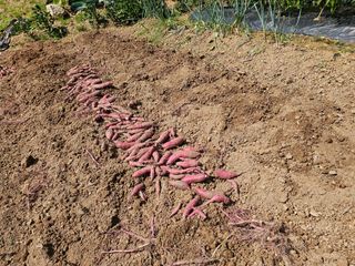 연모 자연의행복님의 고구마 · 영농일지 작성글 사진