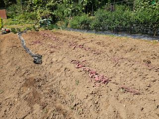 연모 자연의행복님의 고구마 · 영농일지 작성글 사진