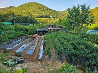 연모 자연의행복님의 고구마 · 영농일지 작성글 사진