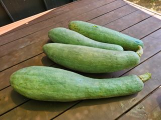 연모 자연의행복님의 고구마 · 영농일지 작성글 사진