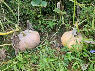 연모 자연의행복님의 고구마 · 영농일지 작성글 사진