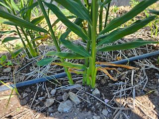 이름 없음님의 기타작물 · 병해충상담 작성글 사진