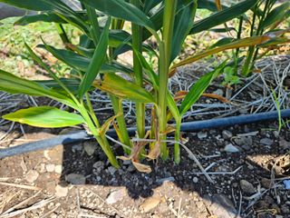 이름 없음님의 기타작물 · 병해충상담 작성글 사진