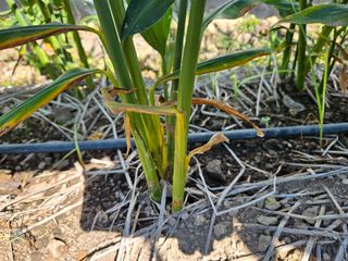 이름 없음님의 기타작물 · 병해충상담 작성글 사진