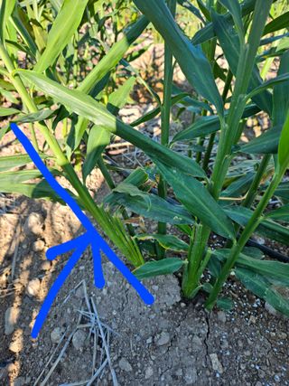 이름 없음님의 기타작물 · 병해충상담 작성글 사진