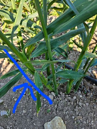 이름 없음님의 기타작물 · 병해충상담 작성글 사진